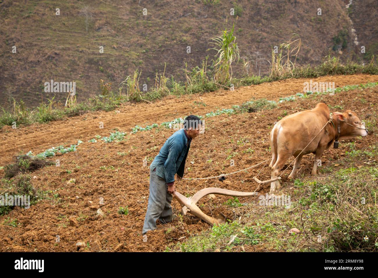 MÃ Pí Lèng, Vietnam - 28. Januar 2020: Farmer, die Boden mit einem Ochsen auf einem steilen Hangfeld in unerbittlichem Gelände im abgelegenen Norden Vietnams pflügen Stockfoto
