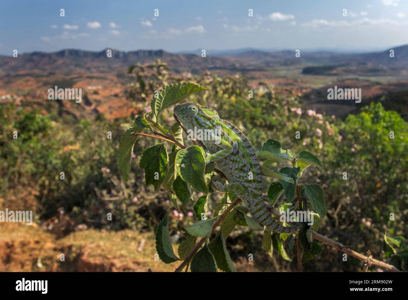 Teppich-Chamäleon auf dem Ast in Madagaskar. Furcifer lateralis versteckt sich im Ast, um die Landschaft zu sehen. Tiere, die den Co wechseln können Stockfoto