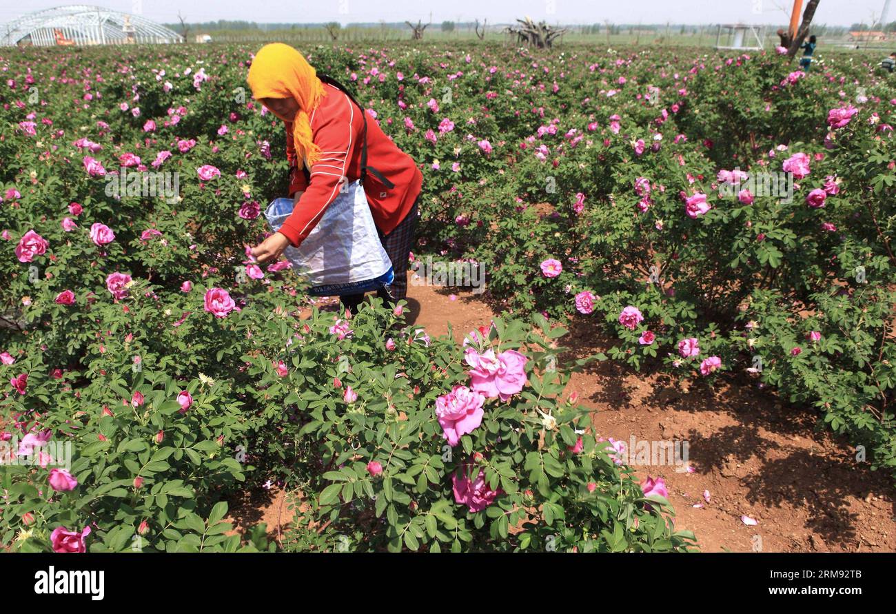 (140505) -- JIMO, 4. Mai 2014 (Xinhua) -- Ein Bauer nimmt Rosen in der Color Rose Planting Base in Jimo City, ostchinesische Provinz Shandong, 4. Mai 2014. Die Pflanzbasis, die mehr als 1.000 mu (etwa 66,7 Hektar) für Rosenpflanzen hat, kann mehr als 500 kg pro mu (0,067 Hektar) mit einem Produktionswert von mehr als 30.000 Yuan (4.800 US-Dollar) erzeugen. (Xinhua/Liang Xiaopeng) (lfj) CHINA-SHANDONG-JIMO-ROSE ECONOMY (CN) PUBLICATIONxNOTxINxCHN 4. Mai 2014 XINHUA A Farmer nimmt Rosen in DER Color Rose Planting Base in DER Stadt Ostchina, Provinz S Shan Dong, 4. Mai 2014, auf Stockfoto