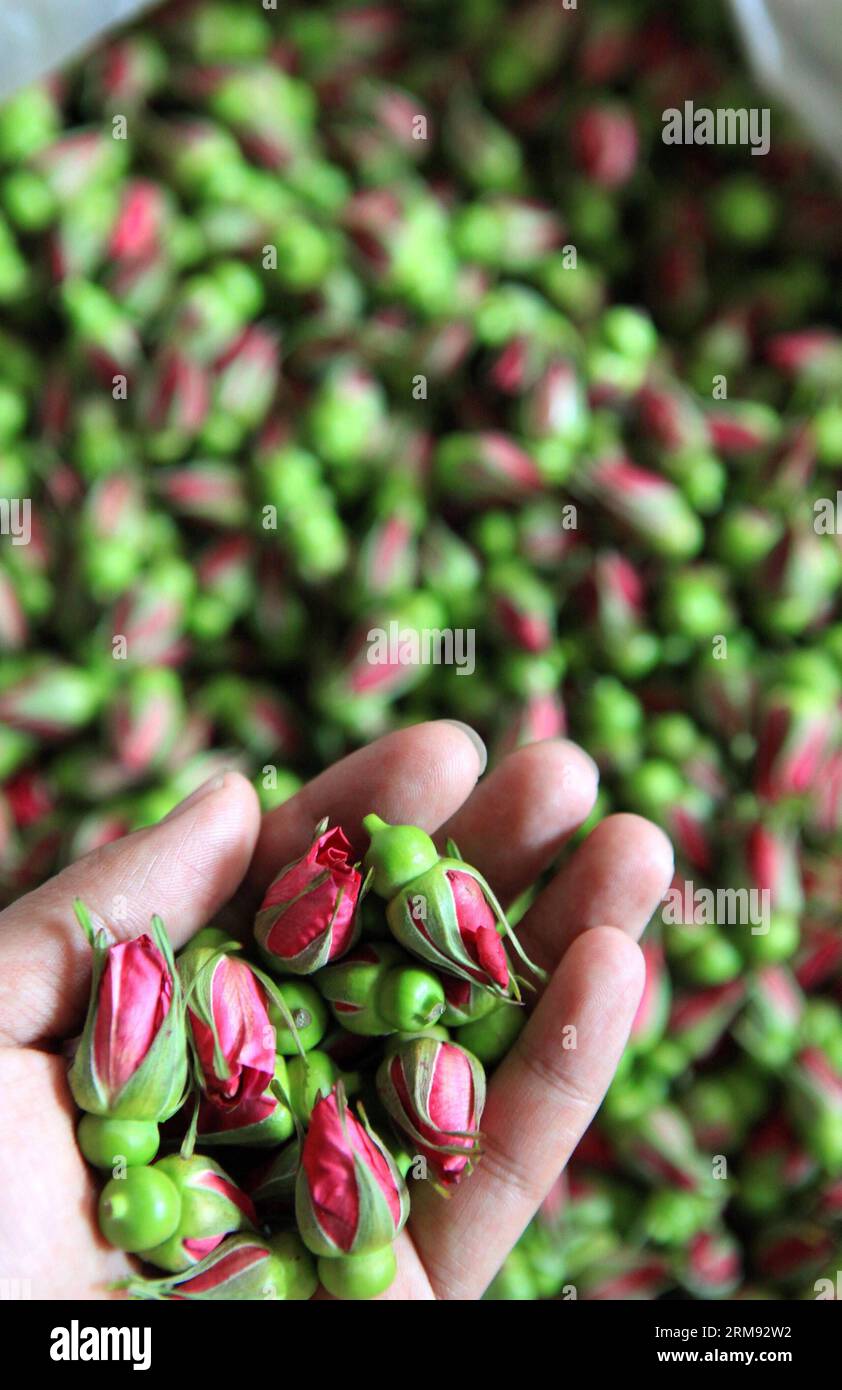 (140505) -- JIMO, 4. Mai 2014 (Xinhua) -- Ein Bauer sortiert Rosenknospen in der Color Rose Planting Base in Jimo City, ostchinesische Provinz Shandong, 4. Mai 2014. Die Pflanzbasis, die mehr als 1.000 mu (etwa 66,7 Hektar) für Rosenpflanzen hat, kann mehr als 500 kg pro mu (0,067 Hektar) mit einem Produktionswert von mehr als 30.000 Yuan (4.800 US-Dollar) erzeugen. (Xinhua/Liang Xiaopeng) (lfj) CHINA-SHANDONG-JIMO-ROSE ECONOMY (CN) PUBLICATIONxNOTxINxCHN 4. Mai 2014 XINHUA A Farmer sortiert Rosenknospen in DER Color Rose Planting Base in DER Stadt Ostchina, Provinz S Shan Dong, 4. Mai 2014 Stockfoto