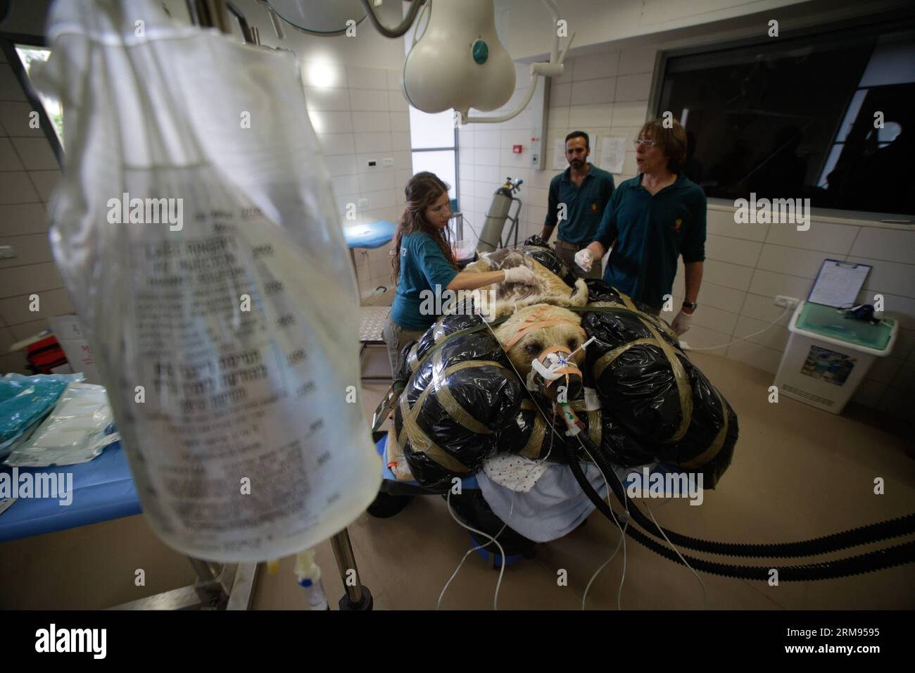 TEL AVIV, 7. Mai 2014 - Mango, ein 19-jähriger syrischer Braunbär, liegt auf einem Bett, während Tierärzte und Mitarbeiter des Zoos es für eine Operation im Wildtierkrankenhaus des Ramat Gan Zoological Center in der Nähe von Tel Aviv, Israel, am 7. Mai 2014 vorbereiten. Der 250 kg schwere syrische Braunbär wurde einer neunstündigen Operation unterzogen, um einen Bandscheibenvorfall in seinem Rücken zu reparieren, nachdem er in einem Röntgenbild entdeckt wurde. Es erforderte die Teilnahme von nicht weniger als 36 Personen für die Operation, 25 Safaripflegepersonal mit Mango, acht Helfer bei der Operation und drei Tierärzte, die darauf operierten. Die Operation war beispiellos bei einem so großen Tier, A Stockfoto