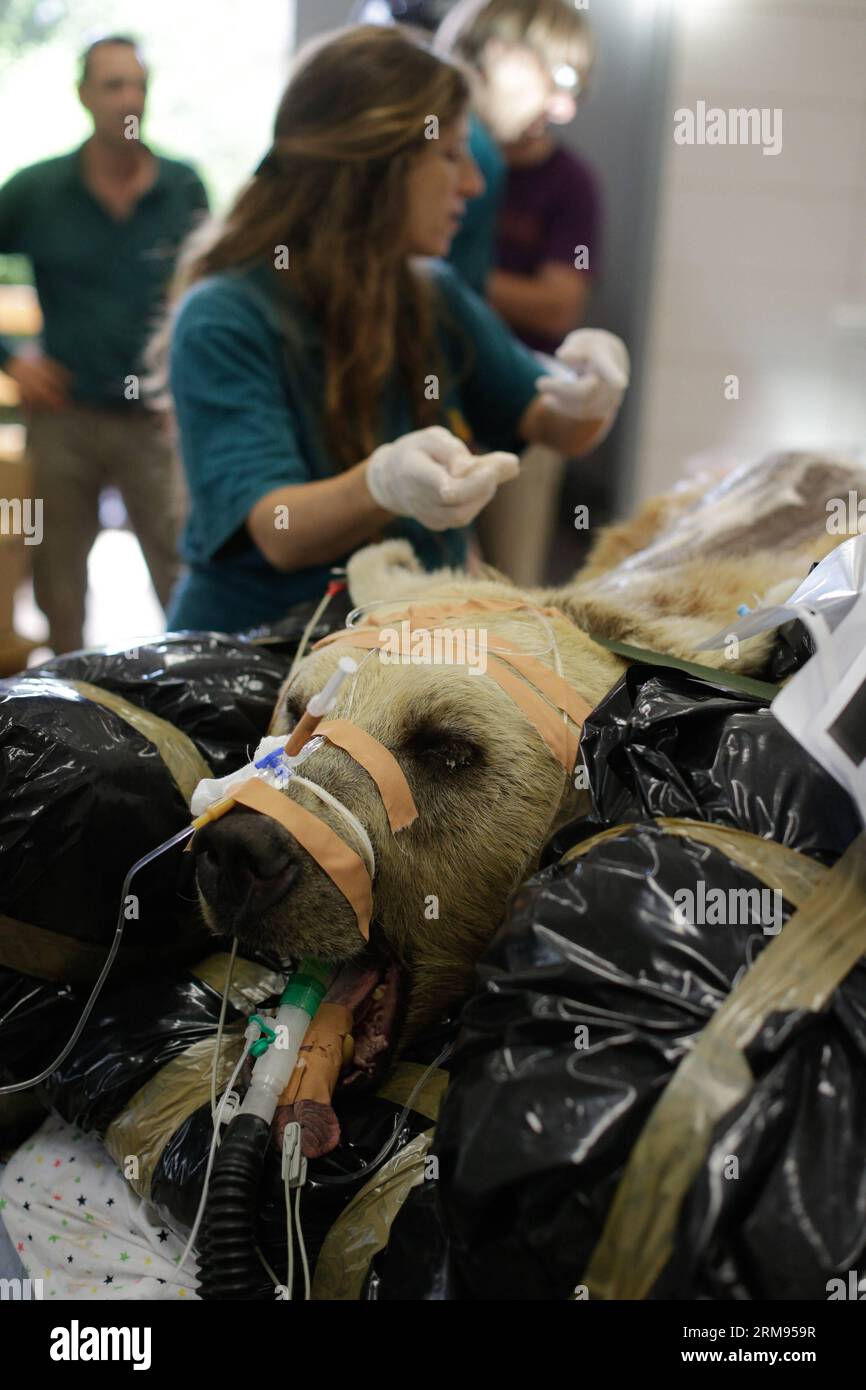 TEL AVIV, 7. Mai 2014 - Mango, ein 19-jähriger syrischer Braunbär, liegt auf einem Bett, während Tierärzte und Mitarbeiter des Zoos es für eine Operation im Wildtierkrankenhaus des Ramat Gan Zoological Center in der Nähe von Tel Aviv, Israel, am 7. Mai 2014 vorbereiten. Der 250 kg schwere syrische Braunbär wurde einer neunstündigen Operation unterzogen, um einen Bandscheibenvorfall in seinem Rücken zu reparieren, nachdem er in einem Röntgenbild entdeckt wurde. Es erforderte die Teilnahme von nicht weniger als 36 Personen für die Operation, 25 Safaripflegepersonal mit Mango, acht Helfer bei der Operation und drei Tierärzte, die darauf operierten. Die Operation war beispiellos bei einem so großen Tier, A Stockfoto