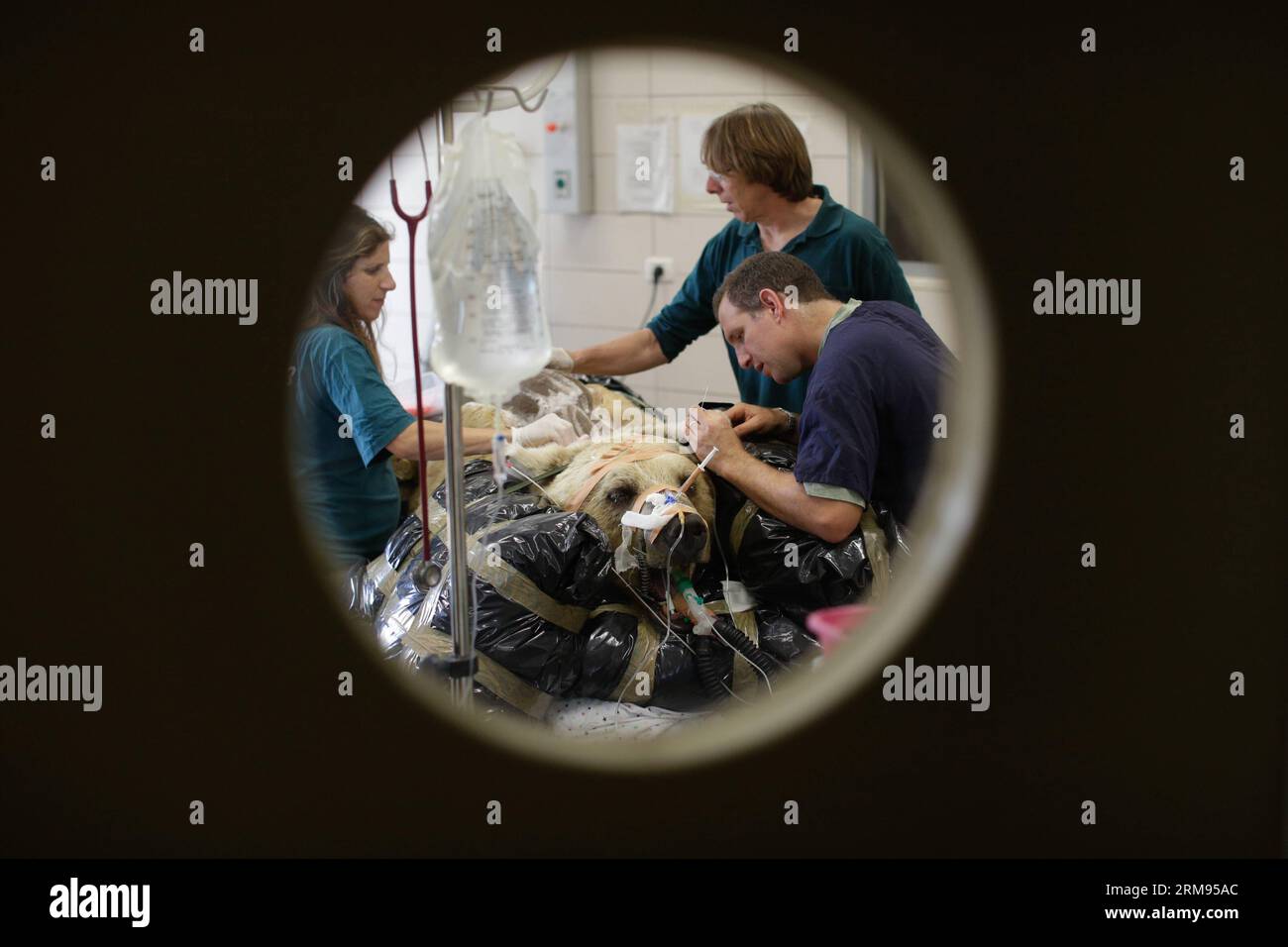 TEL AVIV, 7. Mai 2014 - Mango, ein 19-jähriger syrischer Braunbär, liegt auf einem Bett, während Tierärzte und Mitarbeiter des Zoos es für eine Operation im Wildtierkrankenhaus des Ramat Gan Zoological Center in der Nähe von Tel Aviv, Israel, am 7. Mai 2014 vorbereiten. Der 250 kg schwere syrische Braunbär wurde einer neunstündigen Operation unterzogen, um einen Bandscheibenvorfall in seinem Rücken zu reparieren, nachdem er in einem Röntgenbild entdeckt wurde. Es erforderte die Teilnahme von nicht weniger als 36 Personen für die Operation, 25 Safaripflegepersonal mit Mango, acht Helfer bei der Operation und drei Tierärzte, die darauf operierten. Die Operation war beispiellos bei einem so großen Tier, A Stockfoto