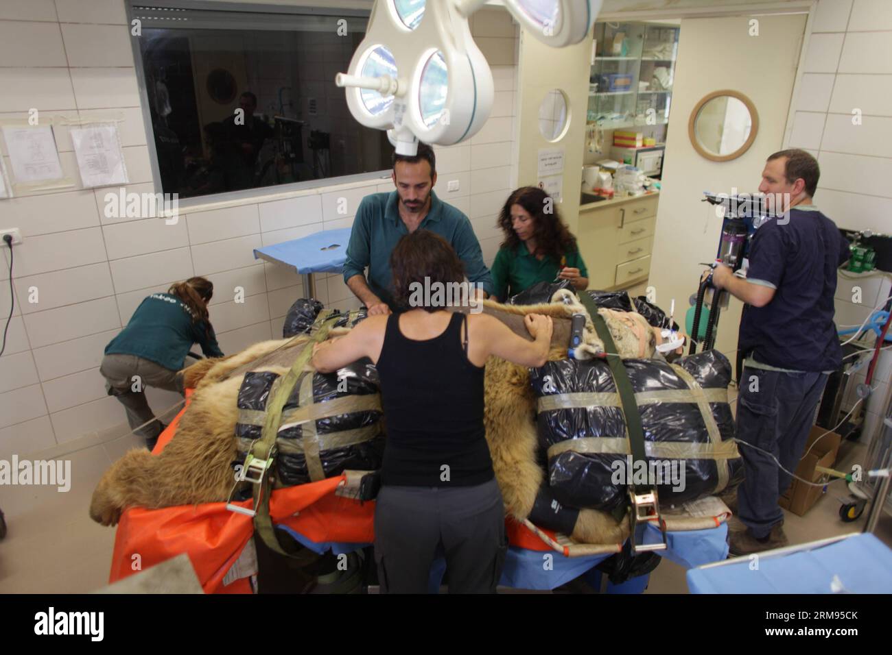TEL AVIV, 7. Mai 2014 - Mango, ein 19-jähriger syrischer Braunbär, liegt auf einem Bett, während Tierärzte und Mitarbeiter des Zoos es für eine Operation im Wildtierkrankenhaus des Ramat Gan Zoological Center in der Nähe von Tel Aviv, Israel, am 7. Mai 2014 vorbereiten. Der 250 kg schwere syrische Braunbär wurde einer neunstündigen Operation unterzogen, um einen Bandscheibenvorfall in seinem Rücken zu reparieren, nachdem er in einem Röntgenbild entdeckt wurde. Es erforderte die Teilnahme von nicht weniger als 36 Personen für die Operation, 25 Safaripflegepersonal mit Mango, acht Helfer bei der Operation und drei Tierärzte, die darauf operierten. Die Operation war beispiellos bei einem so großen Tier, A Stockfoto
