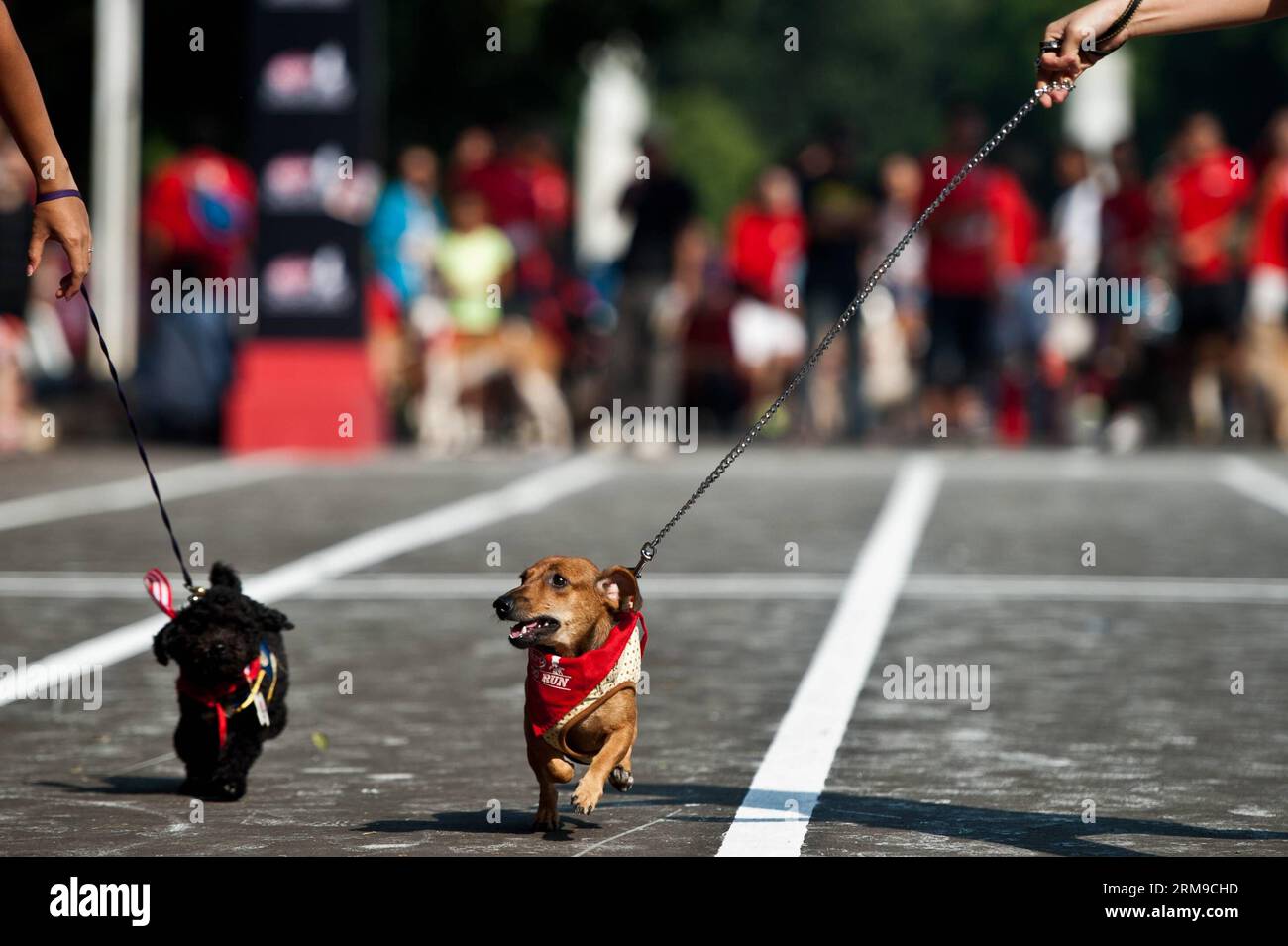 Hunde rennen in der Sprint-Kategorie beim Dog Run in Jakarta, Indonesien, 18. Mai 2014. Der Dog Run ist ein Rennen für Besitzer und ihre Hunde. (Xinhua/Veri Sanovri) INDONESIEN-JAKARTA-HUNDESPORT PUBLICATIONxNOTxINxCHN HUNDESCHLITTENRENNEN in der Sprint-Kategorie während des Hundeschlittenlaufs in Jakarta, Indonesien, 18. Mai 2014 das Hundeschlittenrennen IST ein Rennen für Besitzer und ihre Hunde XINHUA Veri Indonesia Jakarta Hundeslauf PUBLICATIONxNOTxINxCHN Stockfoto