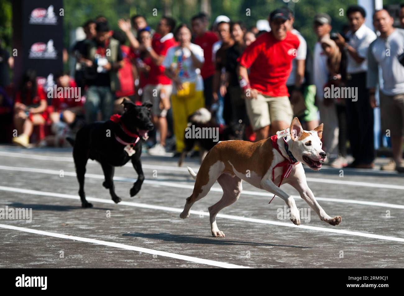 Hunde rennen in der Sprint-Kategorie beim Dog Run in Jakarta, Indonesien, 18. Mai 2014. Der Dog Run ist ein Rennen für Besitzer und ihre Hunde. (Xinhua/Veri Sanovri) INDONESIEN-JAKARTA-HUNDESPORT PUBLICATIONxNOTxINxCHN HUNDESCHLITTENRENNEN in der Sprint-Kategorie während des Hundeschlittenlaufs in Jakarta, Indonesien, 18. Mai 2014 das Hundeschlittenrennen IST ein Rennen für Besitzer und ihre Hunde XINHUA Veri Indonesia Jakarta Hundeslauf PUBLICATIONxNOTxINxCHN Stockfoto
