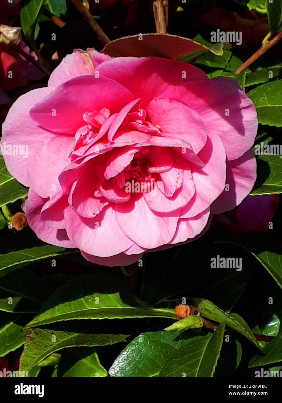 Eine der frühen "Showy Flowers of Spring" in Burnley Nordengland ist die Camellia Japonica oder japanische Rose.IT ist die Staatsblume von Alabama USA Stockfoto