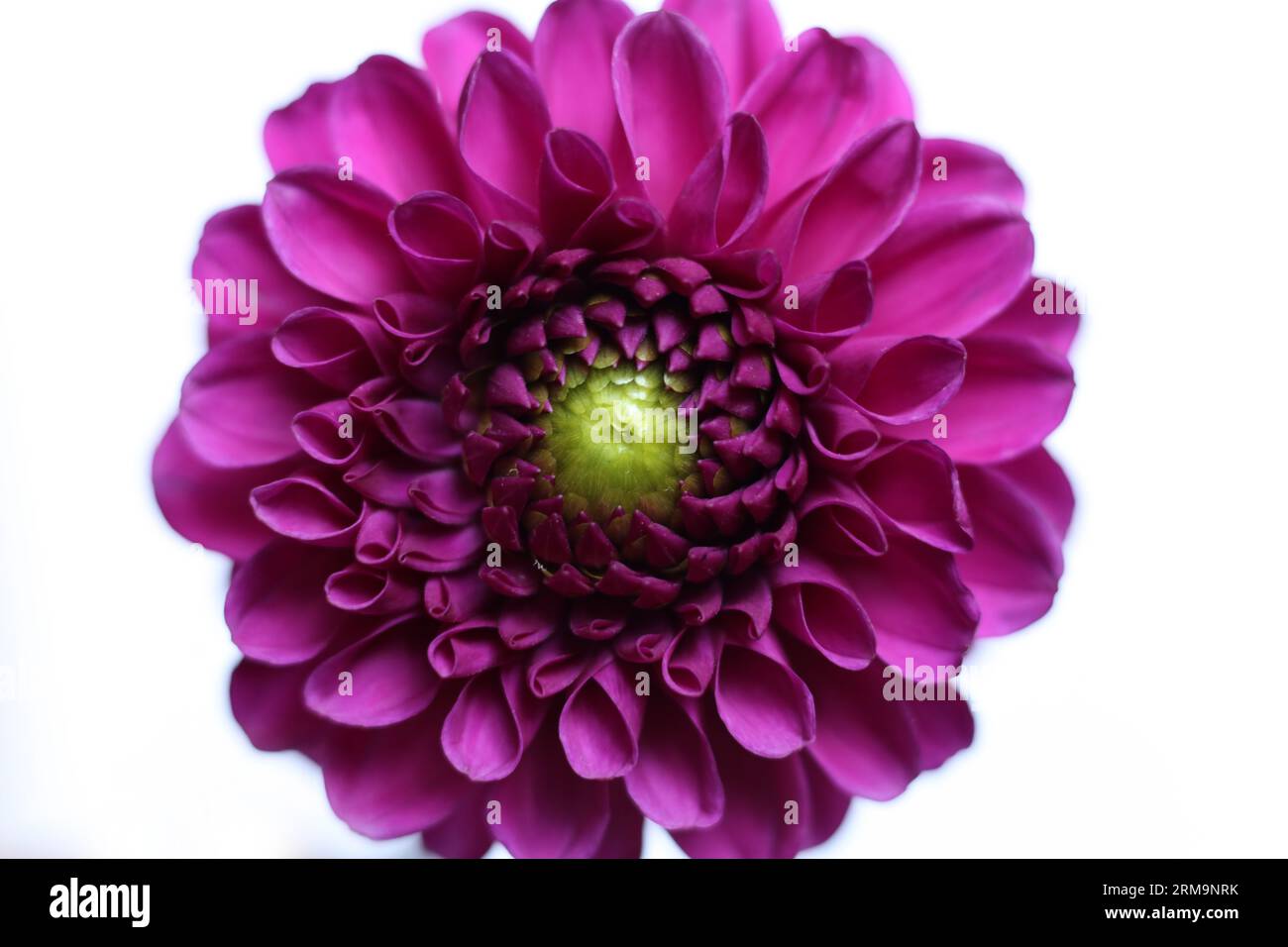 Nahaufnahme einer einzelnen leuchtend rosa Dahlienblüte Stockfoto