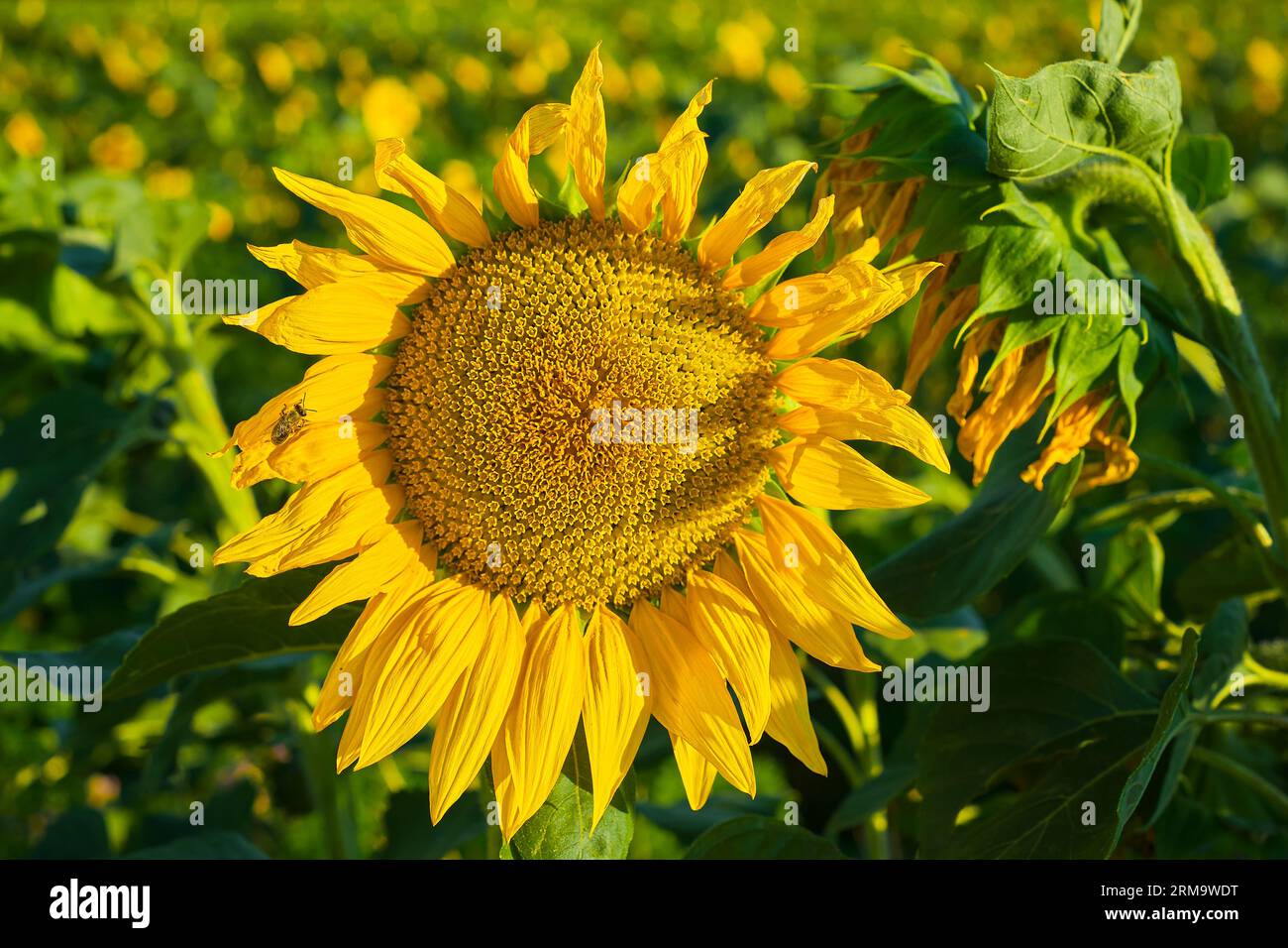 Reifung Sonnenblumen Nahaufnahme, Sonnenblumenfeld auf Öko-Farm, Idee für Web-Banner, selektiver Fokus auf Sonnenblumen Stockfoto