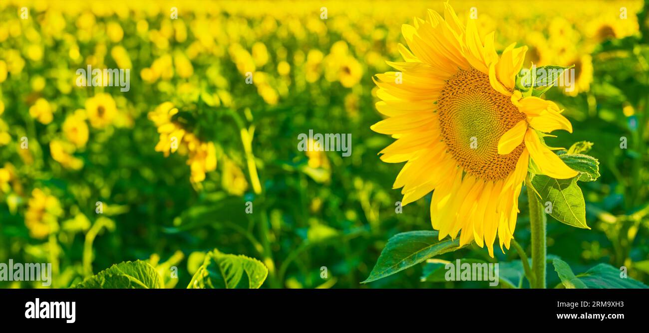 Bildschirmschoner mit einer Sonnenblume in voller Blüte auf dem Feld, Nahaufnahme mit freiem Platz. Idee für Webbanner, selektiver Fokus Stockfoto