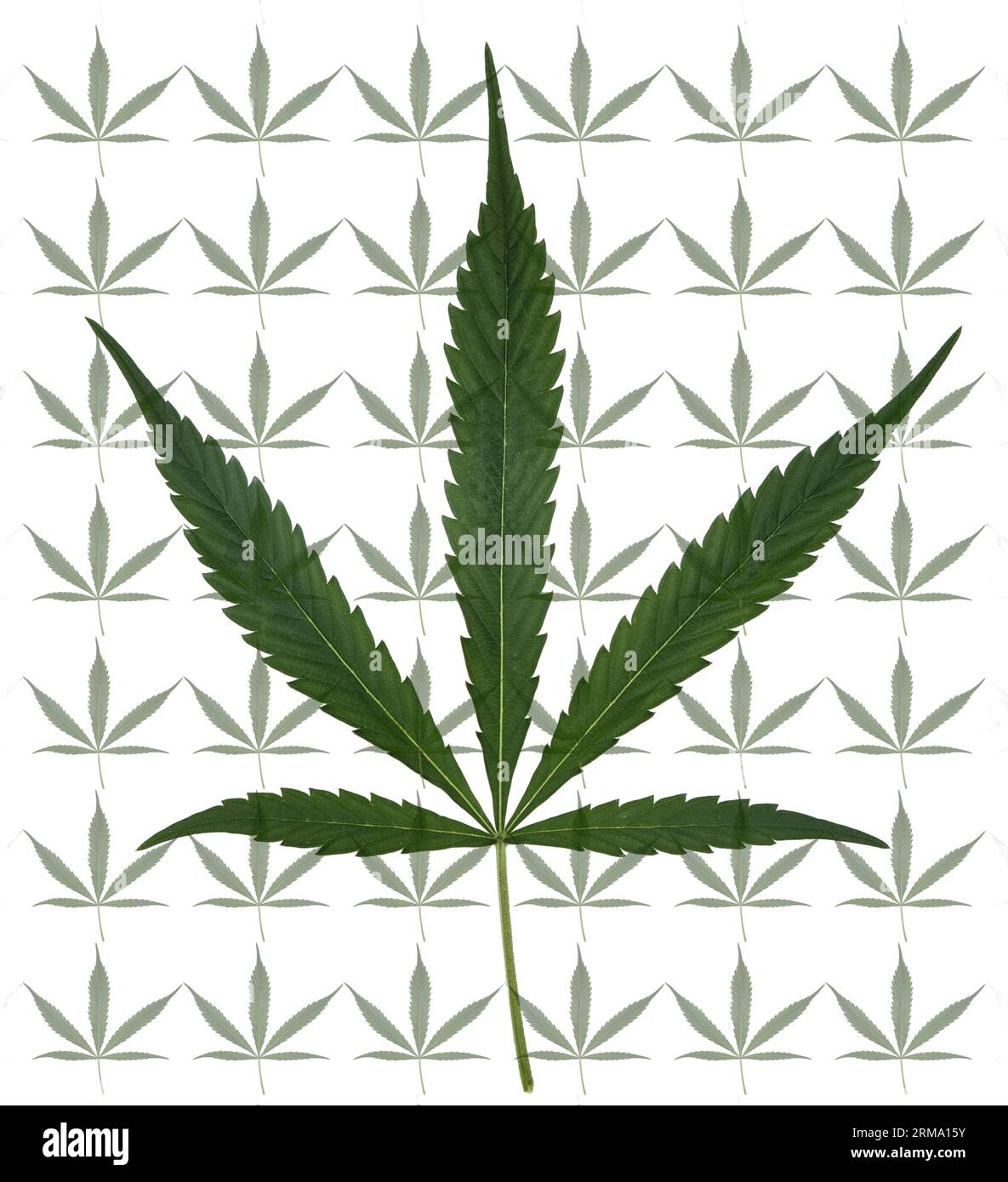 Cannabisblatt mit Design. Stockfoto