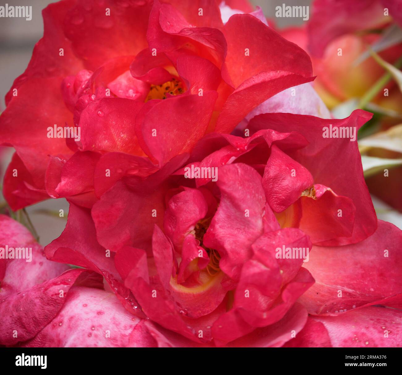 Rosa Cinco de Mayo, Feierabend Stockfoto