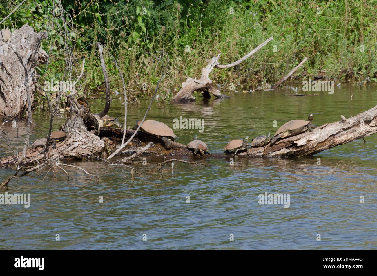 Rote-Ohr-Slider, Trachemys scripta elegans und Eastern River Cooters, Pseudemys concinna concinna, sonnend Stockfoto