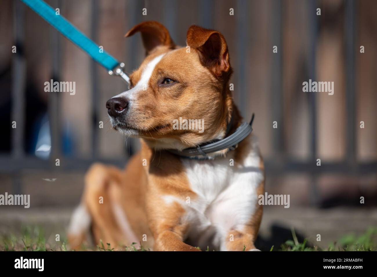 Hellbrauner und weißer Hund an der Leine, der fotogen zur Seite wirkt, mit einer geringen Feldtiefe und Bokeh im Hintergrund Stockfoto