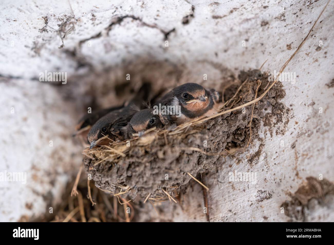 Junge Schwalbenvögel in einem Schlammnest mit kleinen roten Läusen darauf Stockfoto