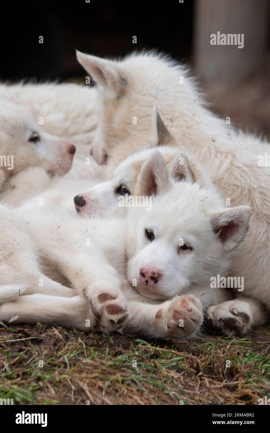 Nordwestgrönland, Thule Bay, Siroapaluk. Die nördlichste Gemeinde Grönlands mit nur 45 Einwohnern. Typisch grönländischer Schlittenhund Stockfoto