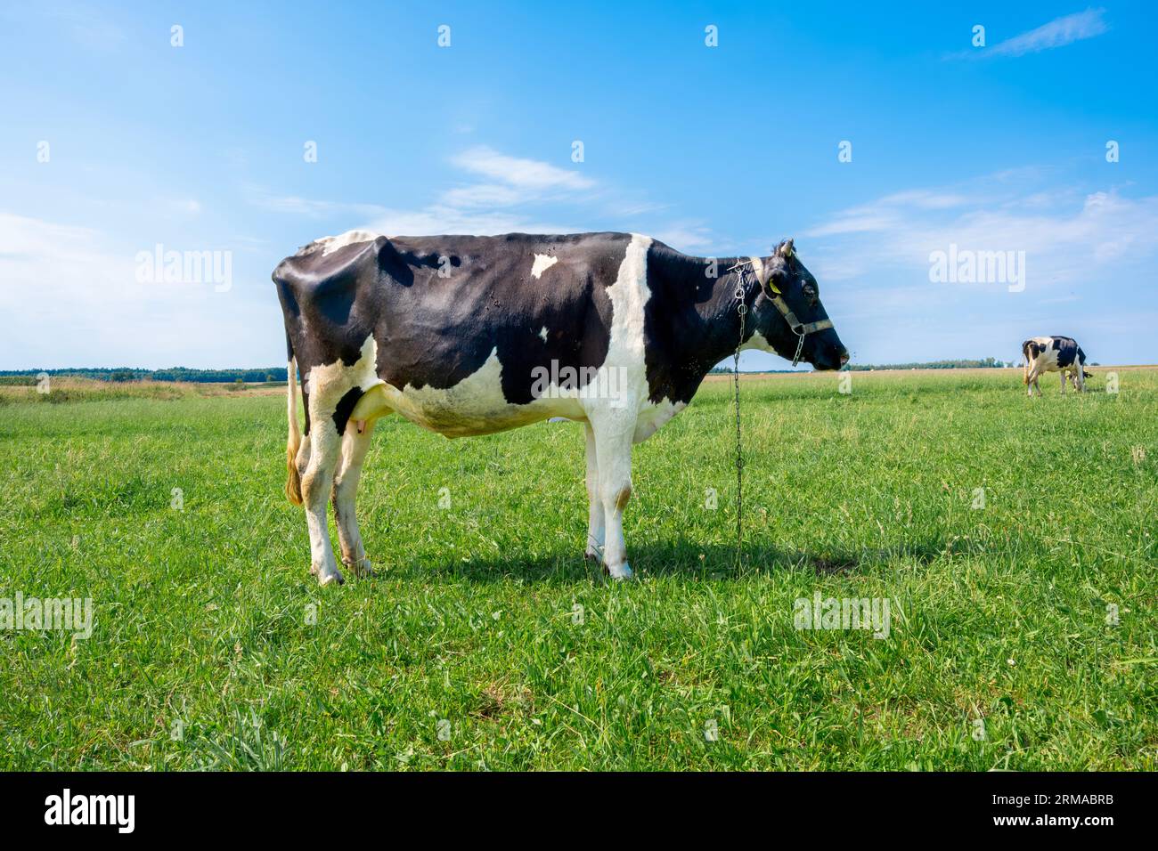 Seitenansicht einer stehenden Kuh auf einer grünen Weide mit einem hellblauen Himmel und einer weiteren Kuh im Hintergrund Stockfoto