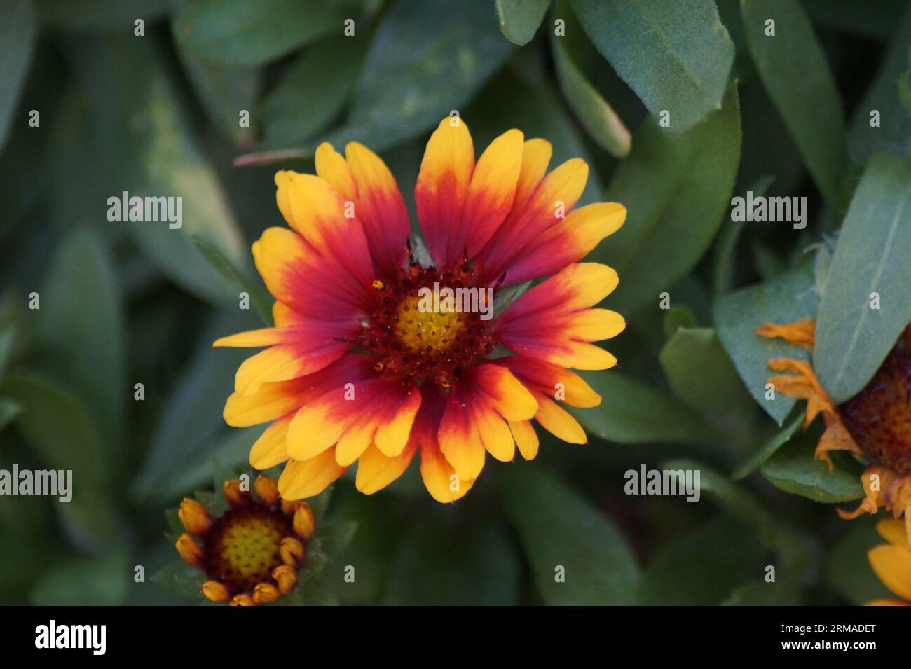 Schöne Blume der Cocard Blume Stockfoto