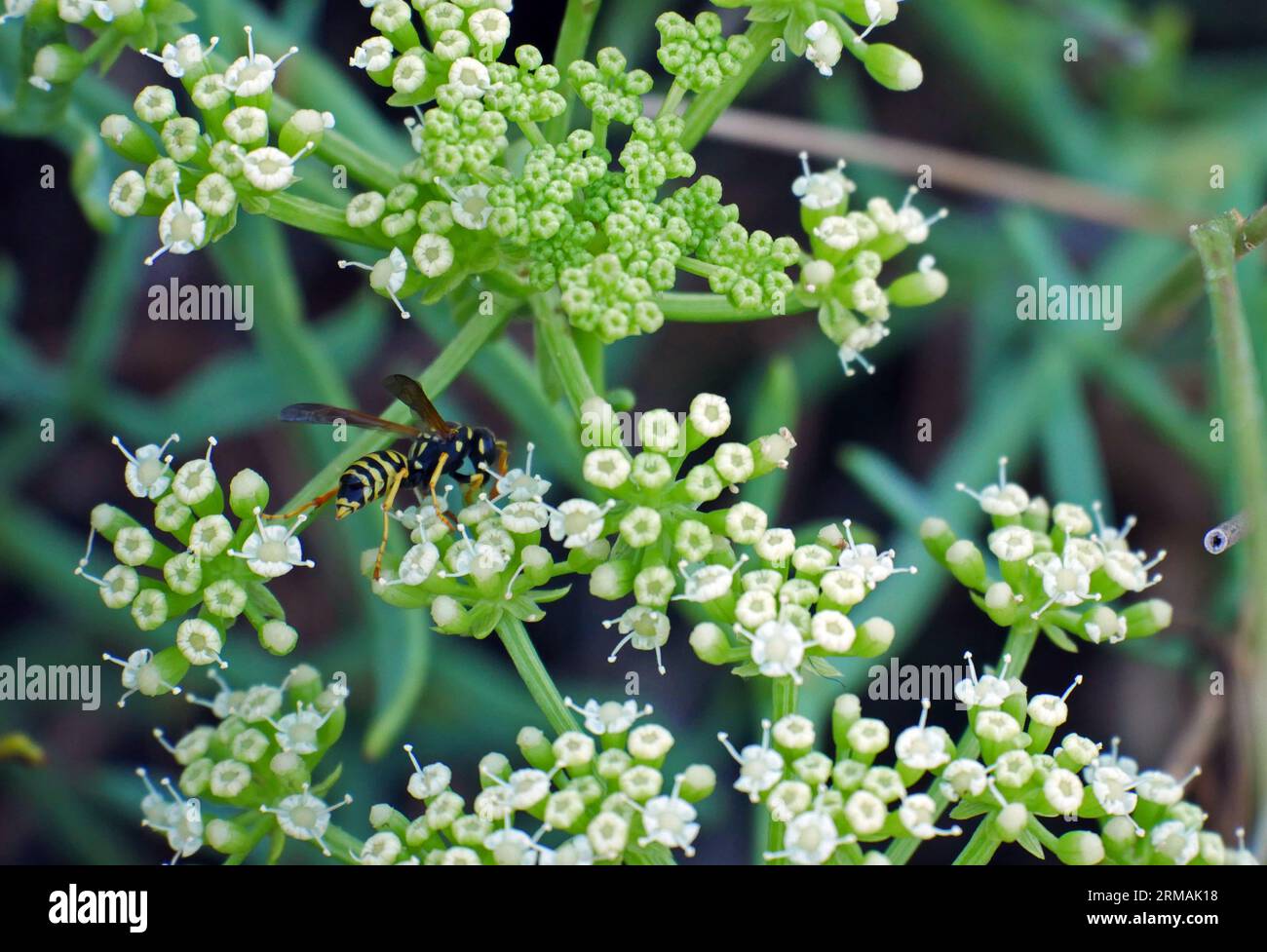 Felsensamphir oder Meerfenchel (Crithmum maritimum) Stockfoto