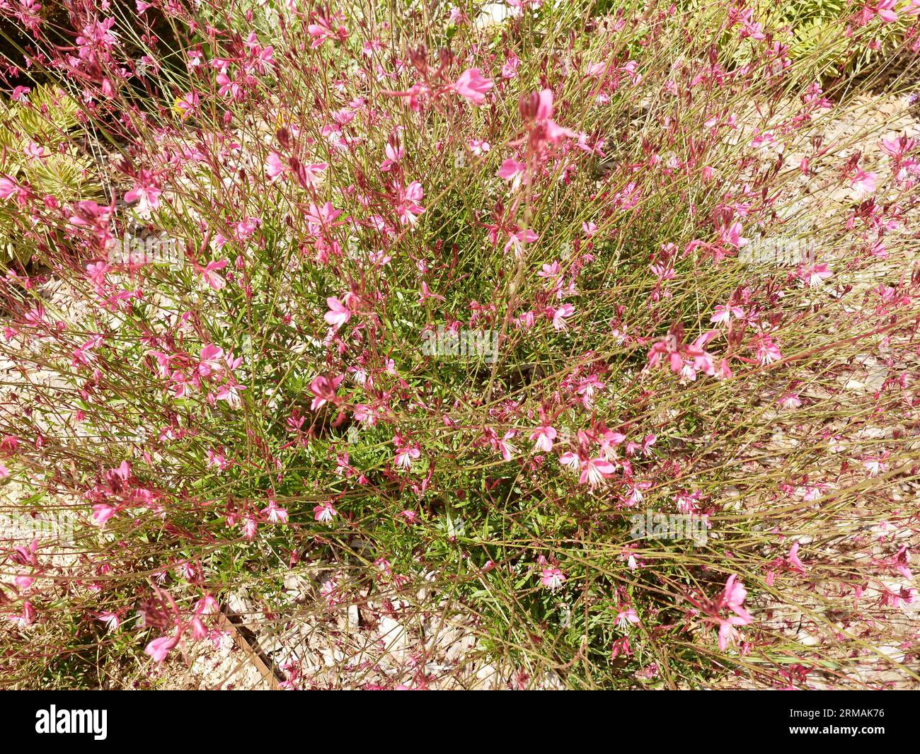 Val's Pink gaura lindheimeri mehrjährige krautige mehrjährige Pflanze. Stockfoto