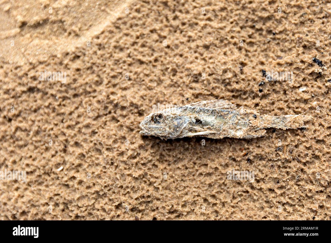 Tote kleine Fische am Sandstrand des Peipussees im Nordosten Estlands Stockfoto