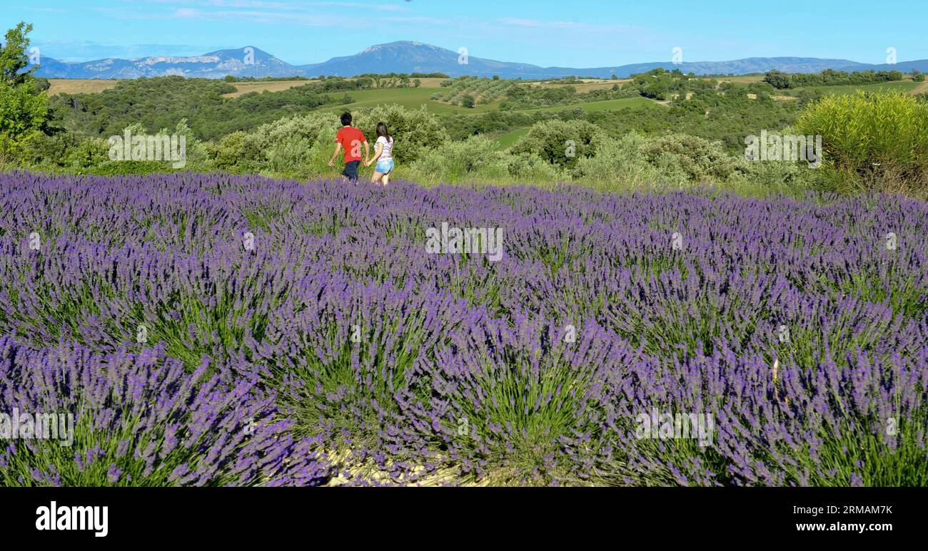 BRÜSSEL, den 10. Juli 2014 (Xinhua) -- Foto vom 10. Juli 2014 zeigt Lavendelfeld in Valensole in der Provence, Südfrankreich. (Xinhua/YE Pingfan) (zjy) FRANKREICH-PROVENCE-LAVENDELFELD PUBLICATIONxNOTxINxCHN Brüssel 10. Juli 2014 XINHUA Foto aufgenommen AM 10. Juli 2014 zeigt Lavendelfeld BEI Valenstein Sole of Provence Südfrankreich XINHUA YE Pingfan France Provence Lavendelfeld PUBLICATIONxNOTxINxCHN Stockfoto