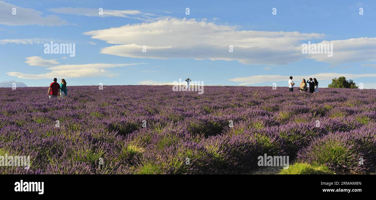 BRÜSSEL, den 10. Juli 2014 (Xinhua) -- Foto vom 10. Juli 2014 zeigt Lavendelfeld in Valensole in der Provence, Südfrankreich. (Xinhua/YE Pingfan) (zjy) FRANKREICH-PROVENCE-LAVENDELFELD PUBLICATIONxNOTxINxCHN Brüssel 10. Juli 2014 XINHUA Foto aufgenommen AM 10. Juli 2014 zeigt Lavendelfeld BEI Valenstein Sole of Provence Südfrankreich XINHUA YE Pingfan France Provence Lavendelfeld PUBLICATIONxNOTxINxCHN Stockfoto