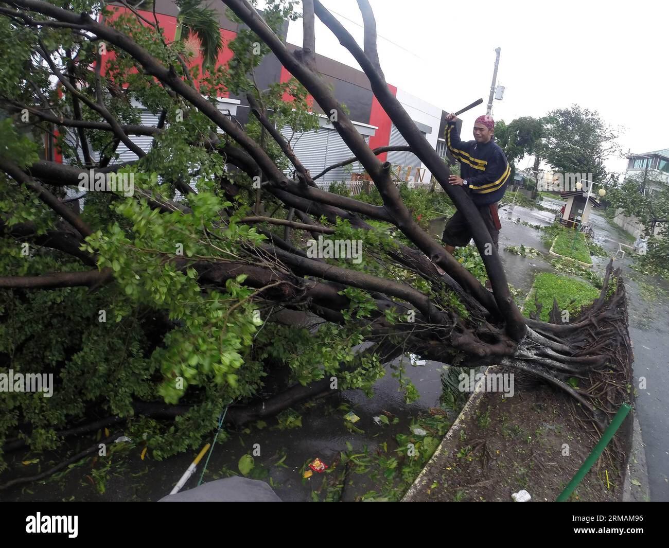 (140716) -- PROVINZ CAVITE, 16. Juli 2014 (Xinhua) -- Ein Mann schneidet einen Baum, der vom Taifun Rammasun in der Provinz Cavite, Philippinen, am 16. Juli 2014 entwurzelt wurde. Mindestens 5 Menschen wurden getötet, nachdem der Taifun Rammasun (lokaler Name: Glenda) am Mittwoch die philippinische Hauptstadt Metro Manila lahmlegte. (Xinhua/Rouelle Umali) PHILIPPINEN-CAVITE PROVINZ-TAIFUN RAMMASUN PUBLICATIONxNOTxINxCHN Provinz Cavite 16. Juli 2014 XINHUA ein Mann zerhackt einen Baum Thatcher, was durch Taifun in der Provinz Cavite entwurzelt wurde die Philippinen 16. Juli 2014 mindestens 5 Prominente wurden GETÖTET Stockfoto