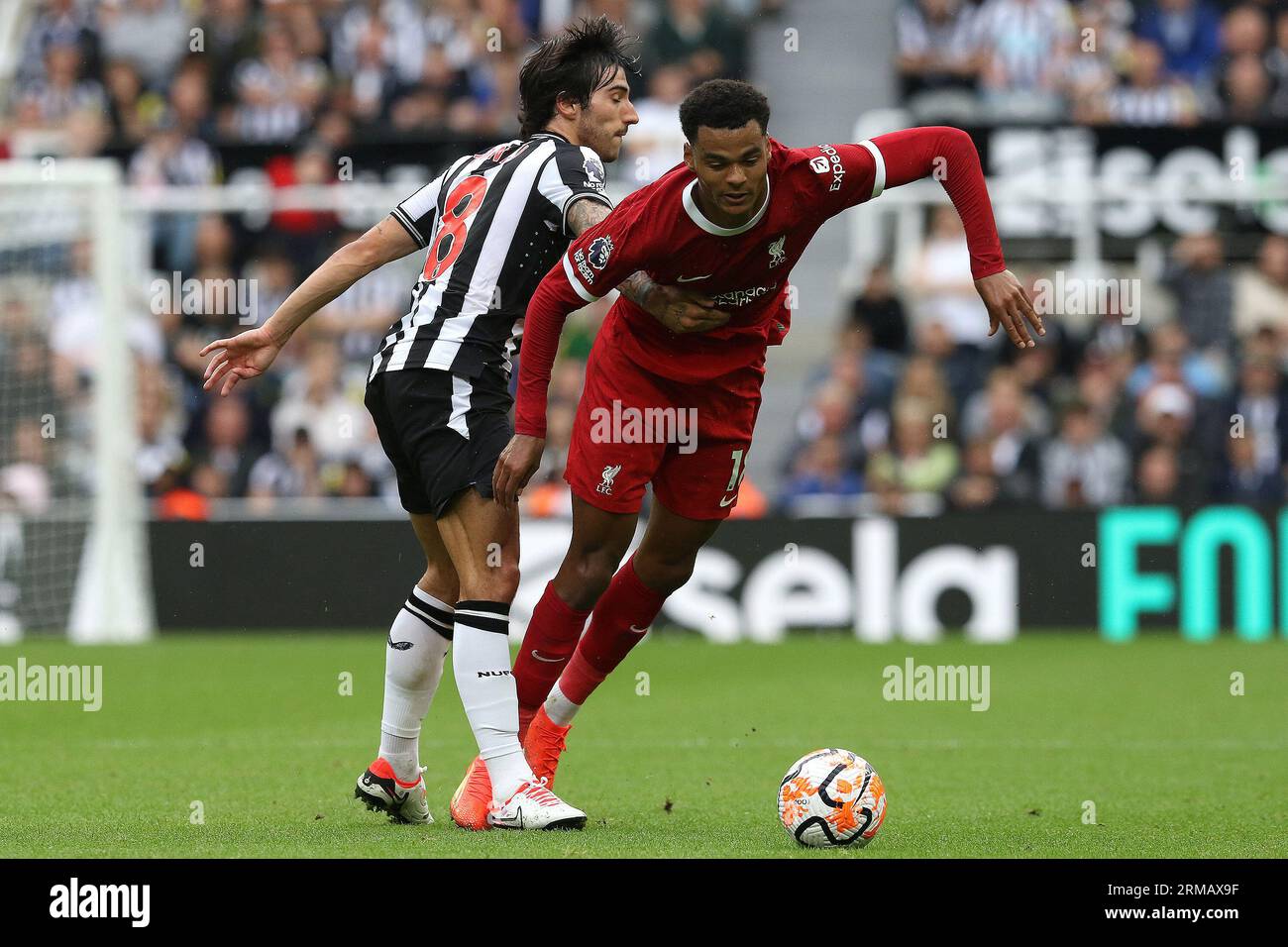 Sandro TONALi von Newcastle United findet Cody Gakpo von Liverpool während des Premier League-Spiels zwischen Newcastle United und Liverpool in St. James's Park, Newcastle am Sonntag, den 27. August 2023. (Foto: Robert Smith | MI News) Credit: MI News & Sport /Alamy Live News Stockfoto