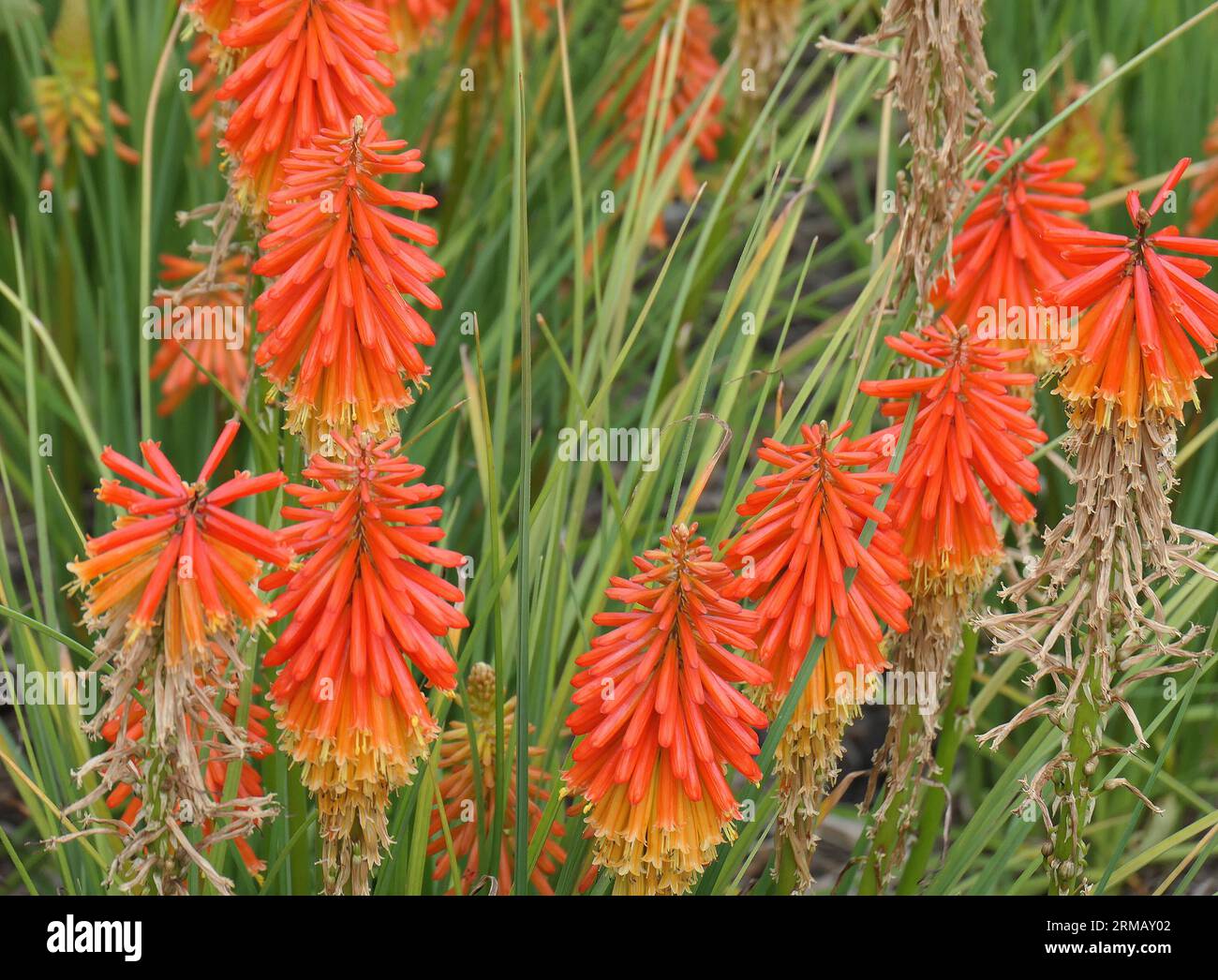 Nahaufnahme des Sommers und des Herbstes blühende krautige Stauden Gartenpflanze Kniphofia Papaya Popsicle oder Hot Poker. Stockfoto