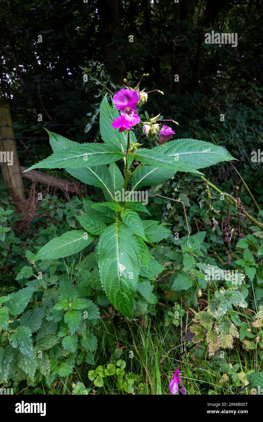 Impatiens glandulifera, Himalaya-Balsam, Blumen Stockfoto