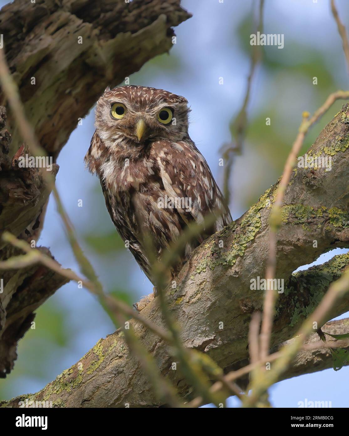 Steinkauz (Athene Noctua) Stockfoto