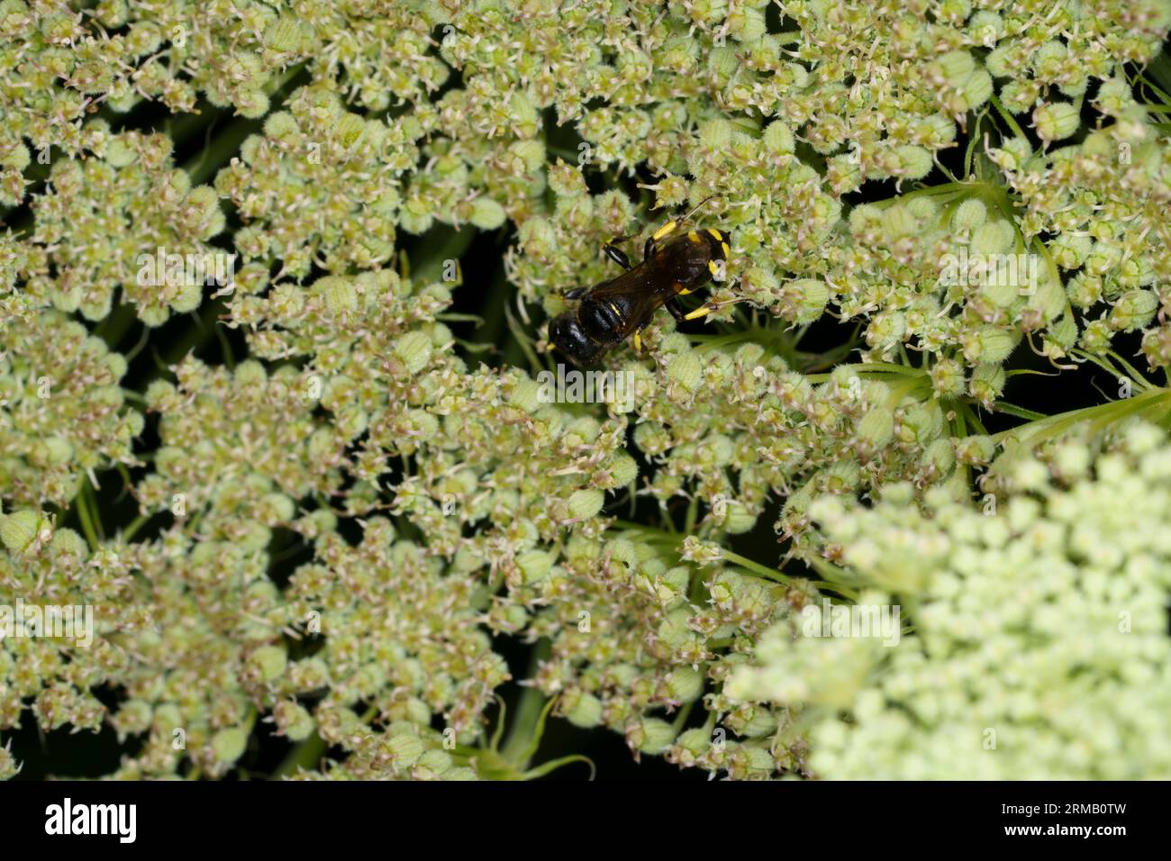 Ectemnius continuus Familie Crabronidae Gattung Ectemnius Quadrat Kopf Wespe wilde Natur Insektenfotografie, Bild, Tapete Stockfoto