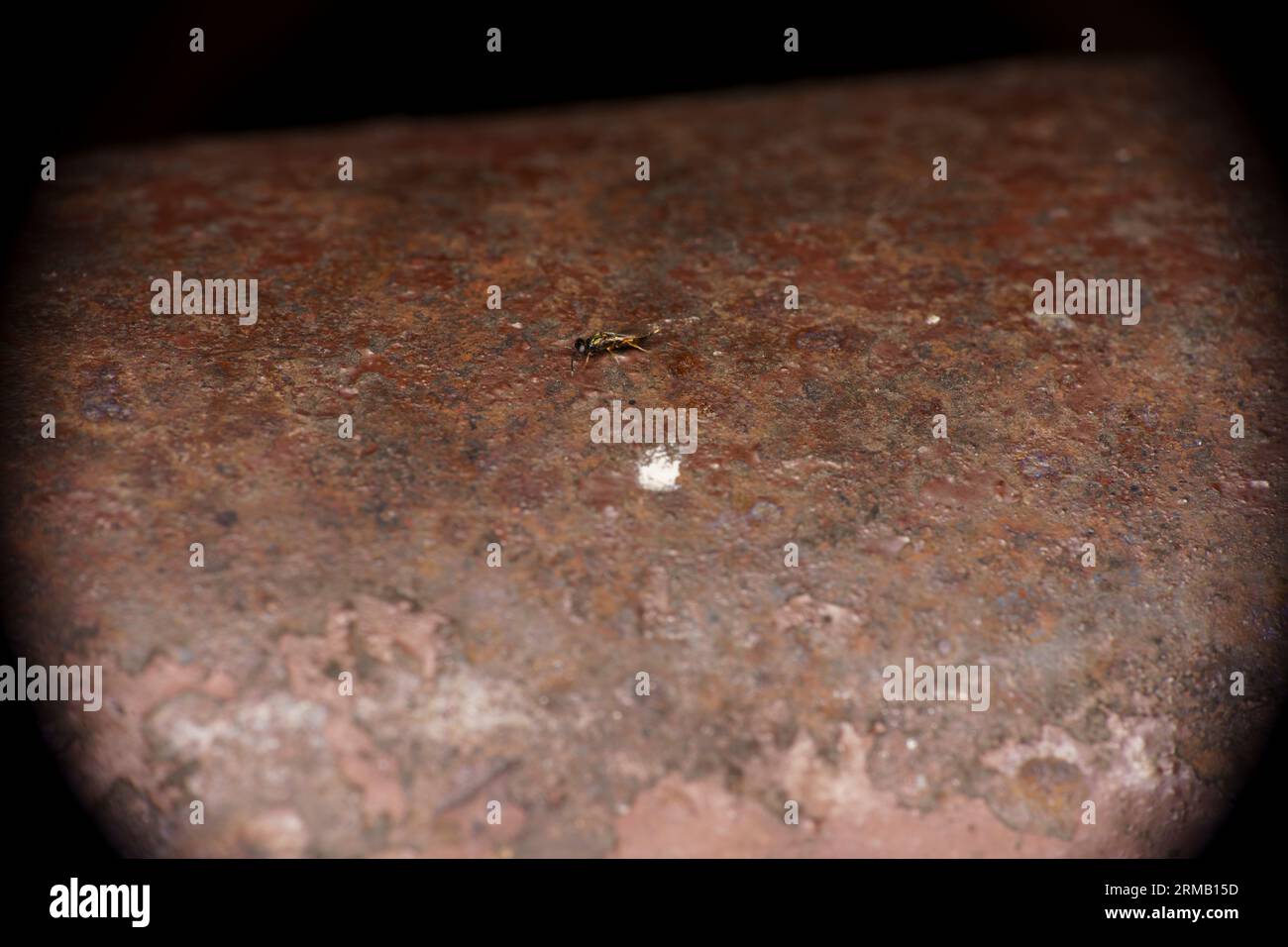 Eupelmus urozonus Gattung Eupelmus Familie Eupelmidae Parasytische