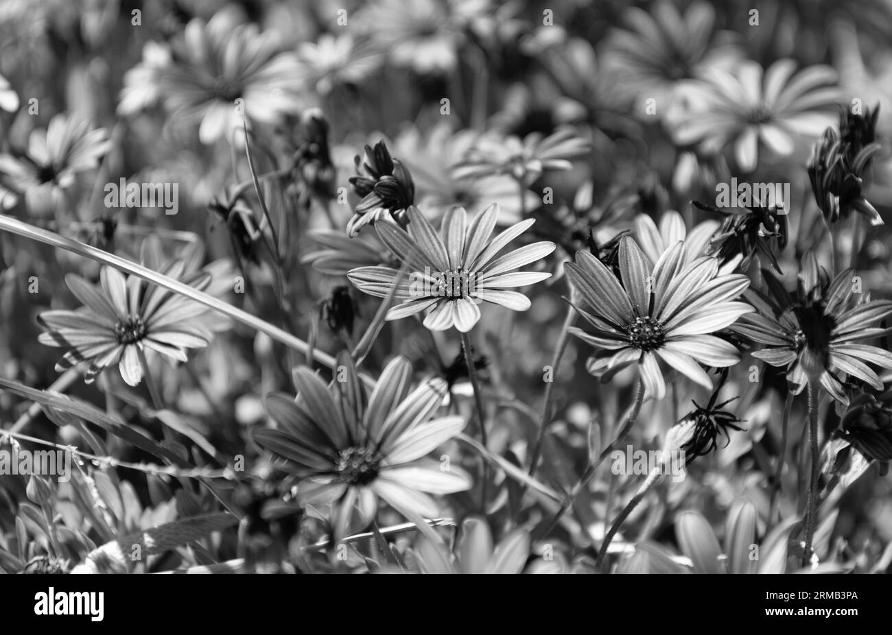 Lila Blüten von Gänseblümchen. Schöne Natur Hintergrund Stockfoto