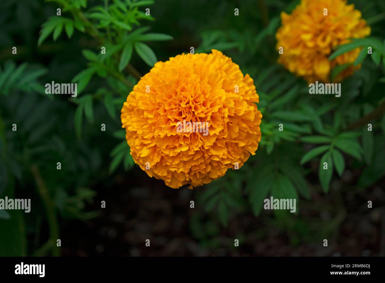 Gelbe afrikanische Ringelblumen auf einem verschwommenen Hintergrund von grünen Blättern -02 Stockfoto