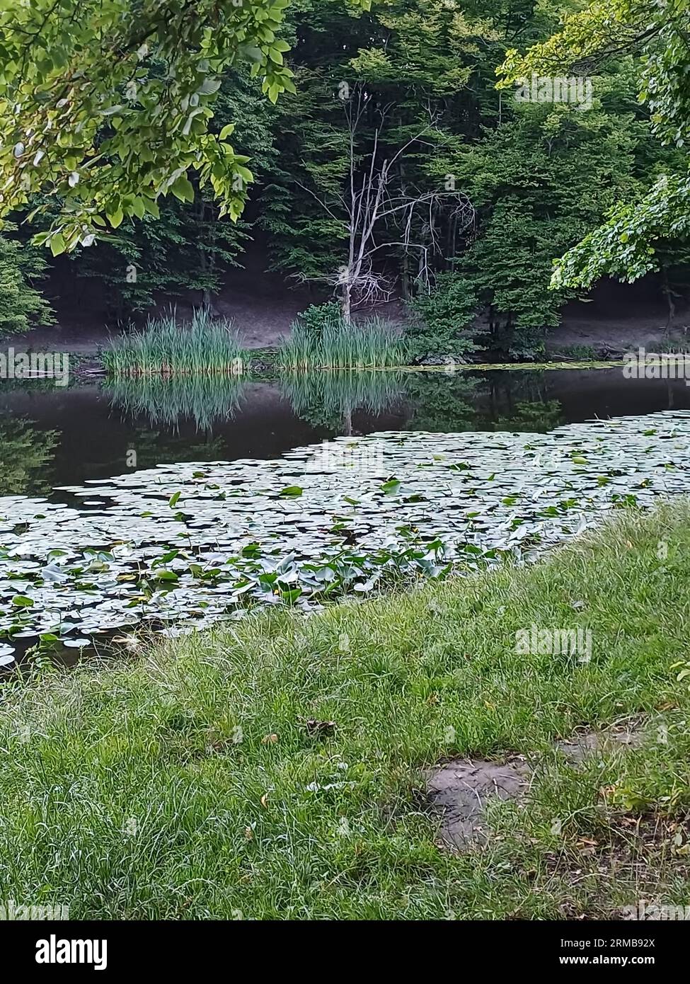 Sommerhintergrund: Ruhiges Wasser mit grünen Blättern und gelben Blüten von Seerosen, saftiges grünes Gras am Ufer Stockfoto