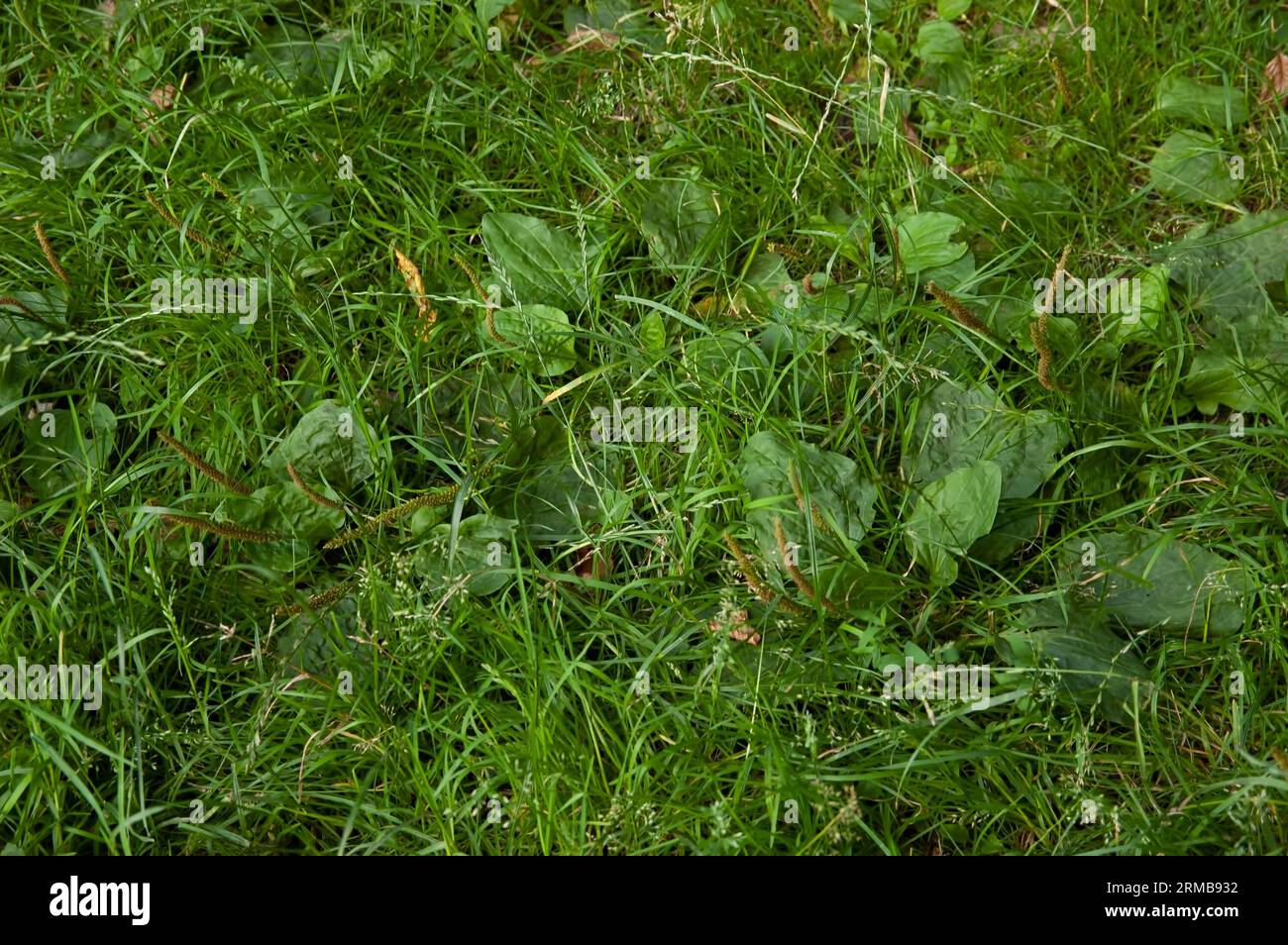 Sommerhintergrund: Üppiges, hellgrünes Gras Stockfoto