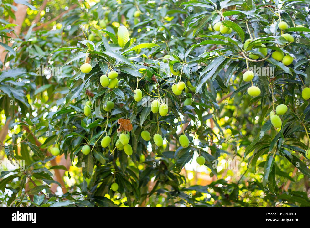 Wilde Mangobrüchte am Baum. Thai-Früchte wachsen im Garten. Stockfoto