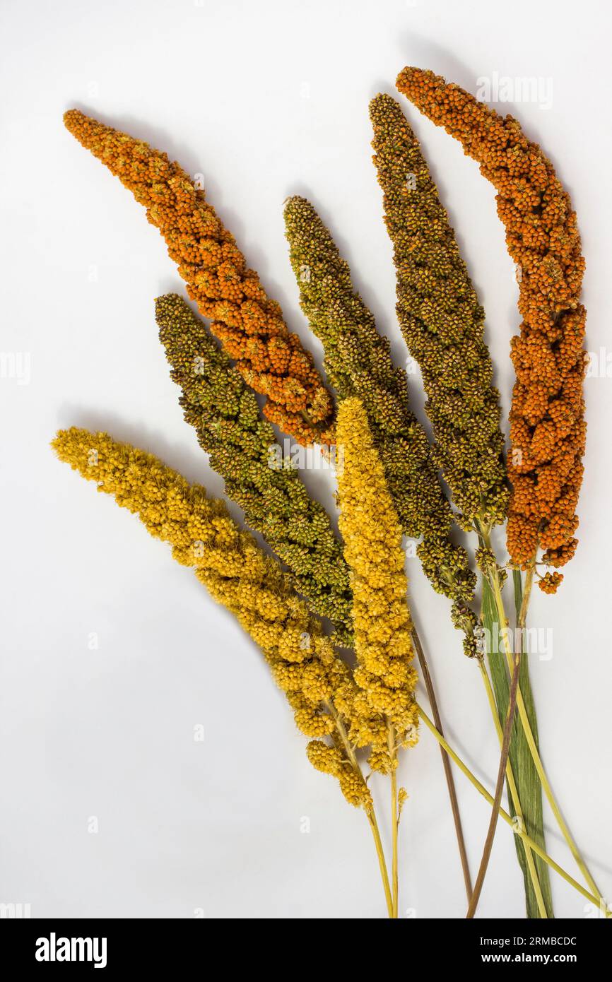 Gelbe, grüne und rote Hirseohren. Getreidehirse. Weißer Hintergrund Stockfoto