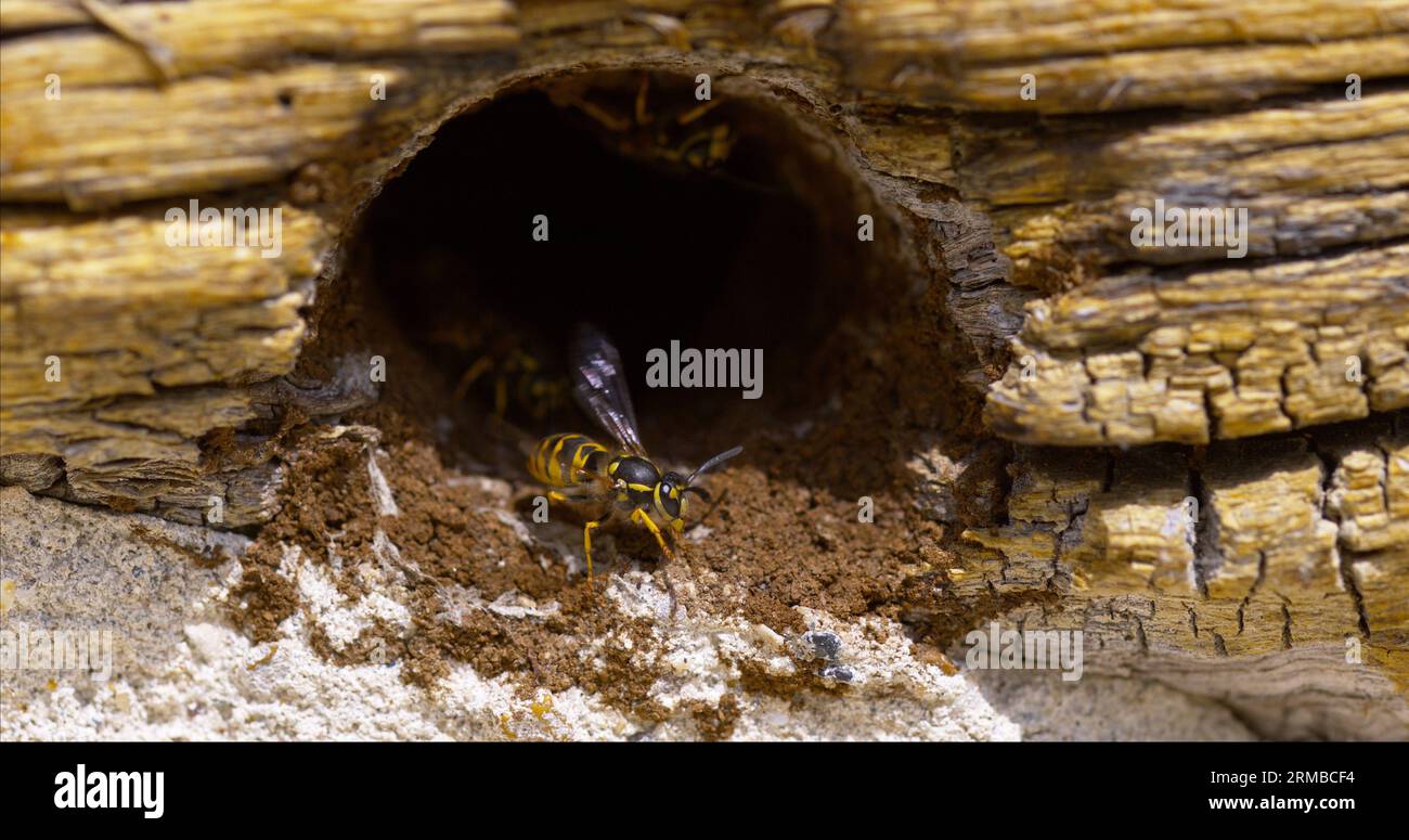 Paper Wasp, Polistes sp, Flapping Wings für Erwachsene am Nest Entrance, Normandie in Frankreich Stockfoto