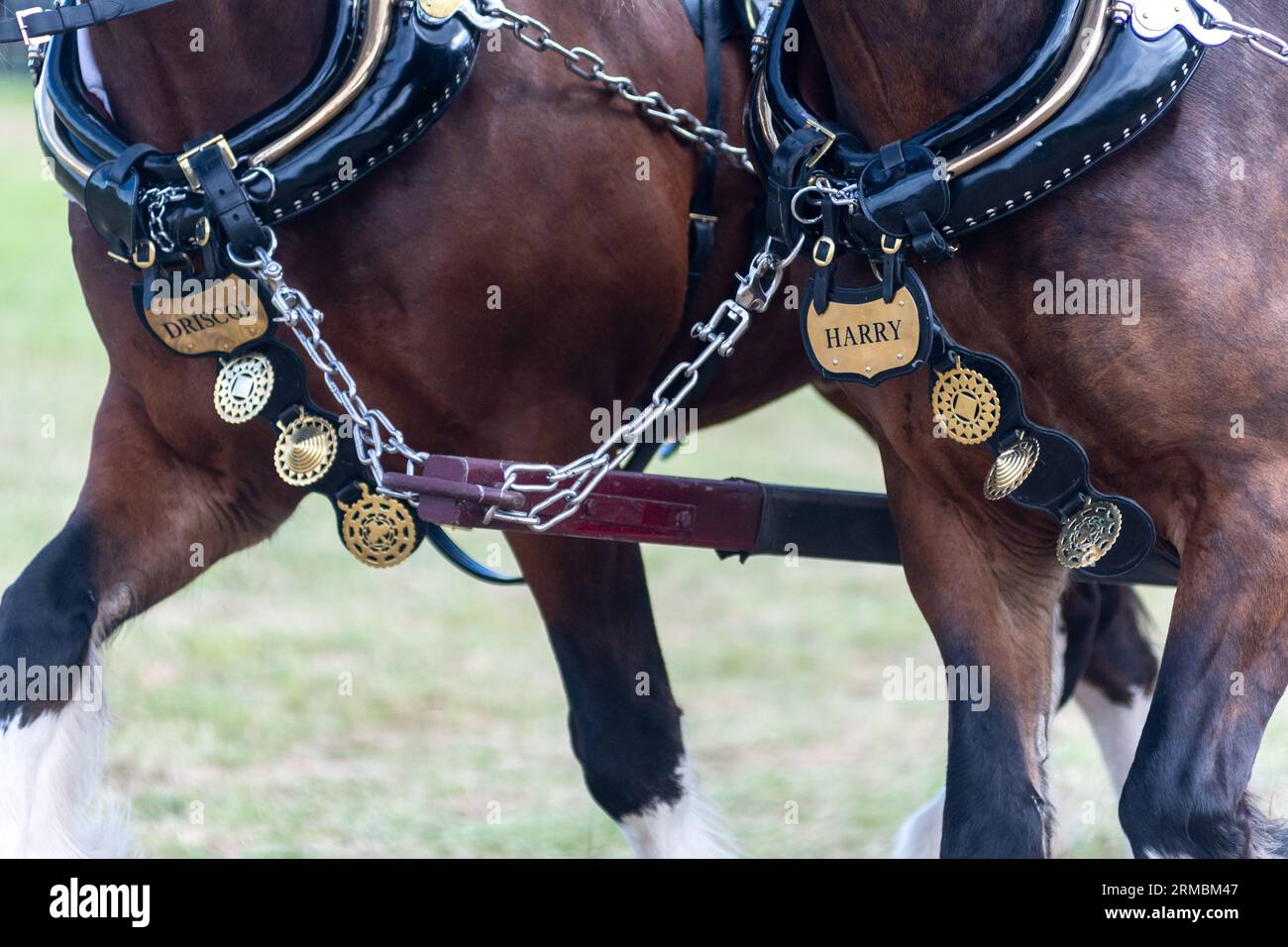pferde-im-geschirr-fotos-und-bildmaterial-in-hoher-aufl-sung-alamy
