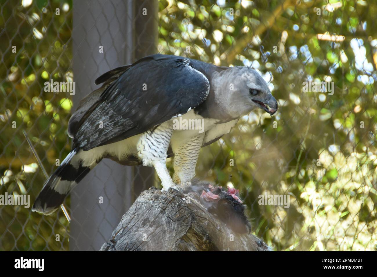 Los Angeles, Kalifornien, USA 4. August 2023 Harpy Eagle im LA Zoo am 4. August 2023 in Los Angeles, Kalifornien, USA. Foto von Barry King/Alamy Stock Photo Stockfoto