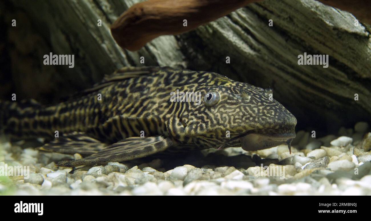 Suckermouth Catfish, Hypostomus plecostomus, Süßwasser Aquarium Fish Stockfoto