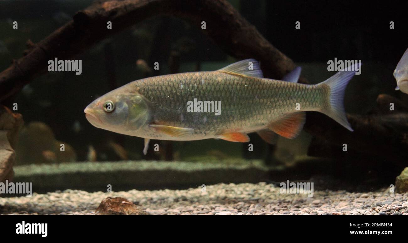 Dace, Leuciscus leuciscus, Erwachsene schwimmend Stockfoto