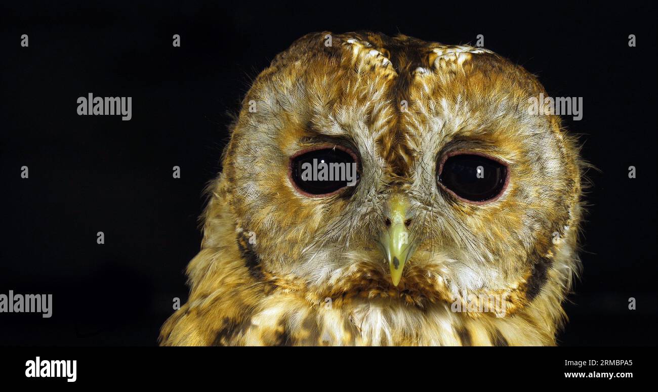 Tawny Owl, strix aluco, Portrait of Adult Turning its Head, Normandie in Frankreich Stockfoto
