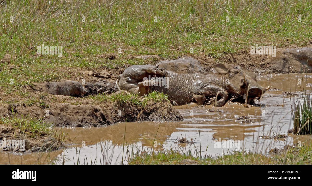 Warzenschwein, phacochoerus aethiopicus, Paar mit Schlammbad, Nairobi Park in Kenia Stockfoto