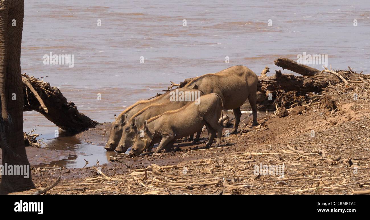 Warzenschwein, phacochoerus aethiopicus, Erwachsener und Youngs in der Nähe des Flusses, Samburu Park in Kenia Stockfoto