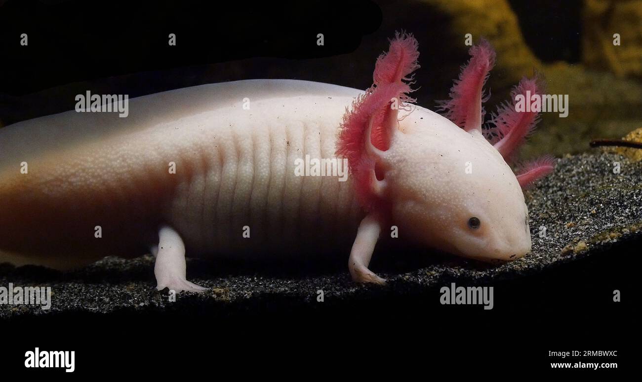 Axolotl, z.B. geschieht Stockfoto