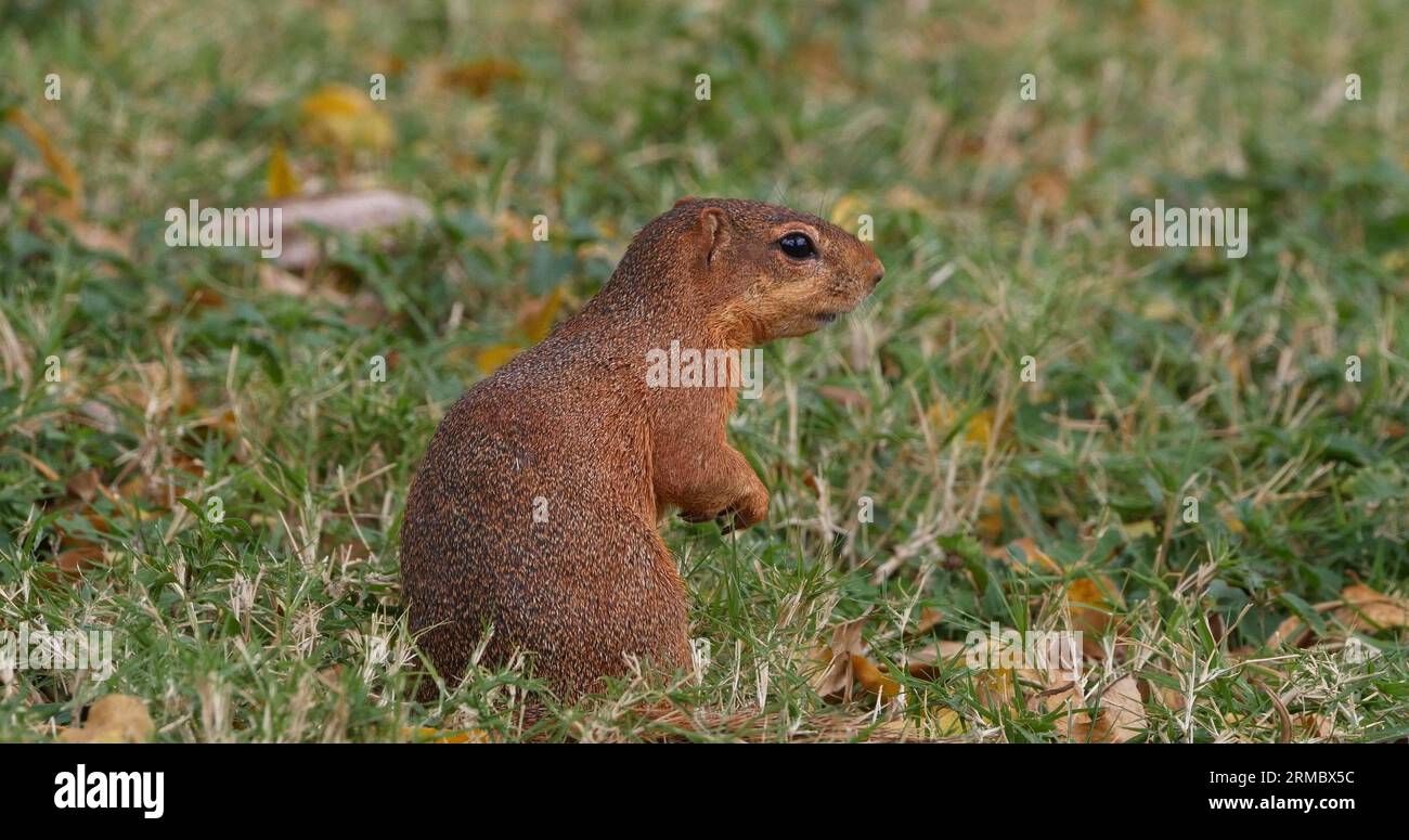 Ungestreiftes Ground Squirrel, Xerus rutilus, Erwachsenenessen, Tsavo Parc in Kenia Stockfoto